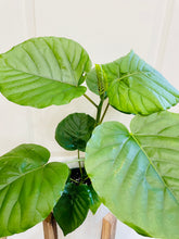 Load image into Gallery viewer, Ficus Umbellata (Ficus Umbellata)