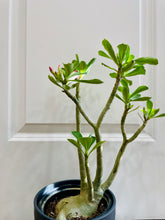 Load image into Gallery viewer, Grafted Desert rose (Adenium Obesum)