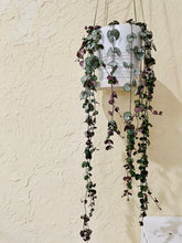 Load image into Gallery viewer, String of Hearts (Ceropegia woodii)