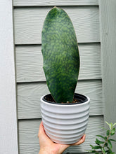 Load image into Gallery viewer, Whale Fin Plant (Sansevieria Masoniana)