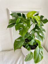 Load image into Gallery viewer, Monstera Ginny (Rhaphidophora Tetrasperma)