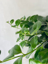 Load image into Gallery viewer, Mona Lisa's Lipstick Plant (Aeschynanthus Lobbianus)