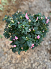 Load image into Gallery viewer, Florist Azaleas (Rhododendron simsii )