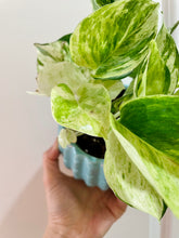 Load image into Gallery viewer, Manjula Pothos (Epipremnum aureum)