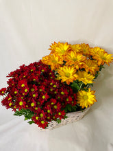 Load image into Gallery viewer, Fall MUM arrangement