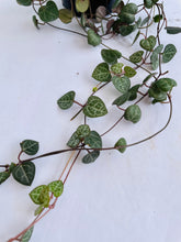 Load image into Gallery viewer, String of Hearts (Ceropegia woodii)