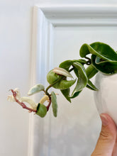 Load image into Gallery viewer, Hoya Hindu Rope (Hoya Carnosa Compacta)