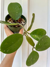 Load image into Gallery viewer, Hoya Obovata