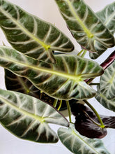 Load image into Gallery viewer, Amazon Taro (Alocasia Amazonica Bambino)