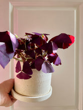 Load image into Gallery viewer, Purple Shamrock (Oxalis Triangularis)