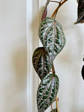 Load image into Gallery viewer, Celebes Pepper (Piper crocatum)