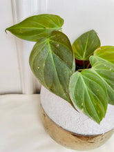 Load image into Gallery viewer, Velvet Heartleaf Philodendron (Philodendron Micans )