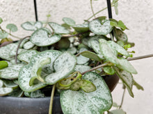 Load image into Gallery viewer, String of Hearts (Ceropegia woodii)