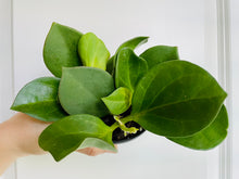 Load image into Gallery viewer, Hoya Pachyclada