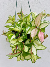 Load image into Gallery viewer, Hoya Carnosa Krimson Princess