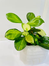 Load image into Gallery viewer, Hoya Australis Lisa