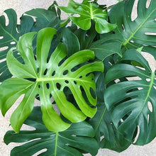 Load image into Gallery viewer, Monstera Deliciosa