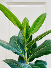 Load image into Gallery viewer, Ficus Audrey (Ficus benghalensis)
