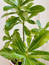Load image into Gallery viewer, Desert rose (Adenium Obesum)