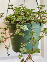 Load image into Gallery viewer, Pilea Silver Sparkle (Pilea Glauca)