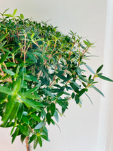 Load image into Gallery viewer, Heirloom Myrtle Topiary (Myrtus Communis)