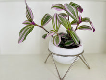 Load image into Gallery viewer, Tradescantia Nanouk (Tradescantia B. Variegata)