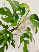 Load image into Gallery viewer, Monstera Ginny (Rhaphidophora Tetrasperma)