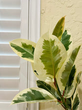 Load image into Gallery viewer, Ficus Elastica Tineke