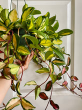 Load image into Gallery viewer, Hoya Carnosa Krimson Princess