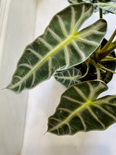 Load image into Gallery viewer, Amazon Taro (Alocasia Amazonica Bambino)