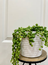 Load image into Gallery viewer, String of Pearls (Senecio Rowleyanus)