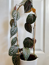 Load image into Gallery viewer, Celebes Pepper (Piper crocatum)