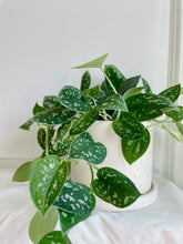 Load image into Gallery viewer, Satin Pothos (Scindapsus Pictus Argyraeus)
