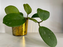 Load image into Gallery viewer, Hoya Obovata