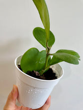 Load image into Gallery viewer, Classic Sweetheart Hoya (Hoya Kerrii)