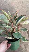 Load image into Gallery viewer, Peperomia Ginny
