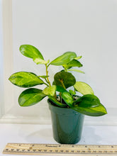 Load image into Gallery viewer, Hoya Australis Lisa