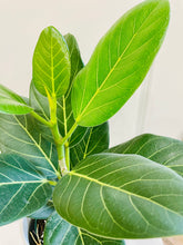 Load image into Gallery viewer, Ficus Audrey (Ficus benghalensis)