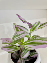 Load image into Gallery viewer, Tradescantia Nanouk (Tradescantia B. Variegata)