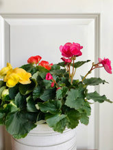 Load image into Gallery viewer, Rieger Begonias