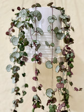 Load image into Gallery viewer, String of Hearts (Ceropegia woodii)