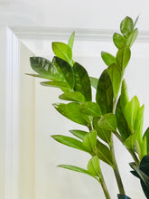 Load image into Gallery viewer, ZZ Raven and Zenzi ZZ