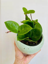 Load image into Gallery viewer, Hoya Chelsea