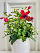Load image into Gallery viewer, Fuchsia