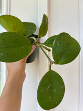 Load image into Gallery viewer, Hoya Obovata