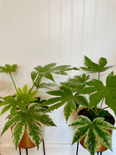 Load image into Gallery viewer, Japanese Aralia (Fatsia Japonica Variegata)