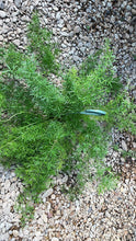 Load image into Gallery viewer, Asparagus fern (asparagus Spre)