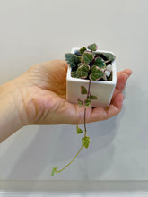 Load image into Gallery viewer, Variegated String of Hearts (Ceropegia woodii variegata )