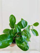 Load image into Gallery viewer, Hoya Australis