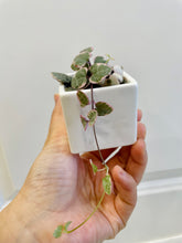 Load image into Gallery viewer, Variegated String of Hearts (Ceropegia woodii variegata )